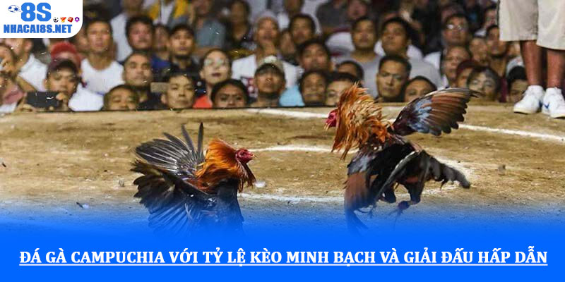 Đá gà campuchia với tỷ lệ kèo minh bạch và giải đấu hấp dẫn 1 Đá gà campuchia với tỷ lệ kèo minh bạch và giải đấu hấp dẫn