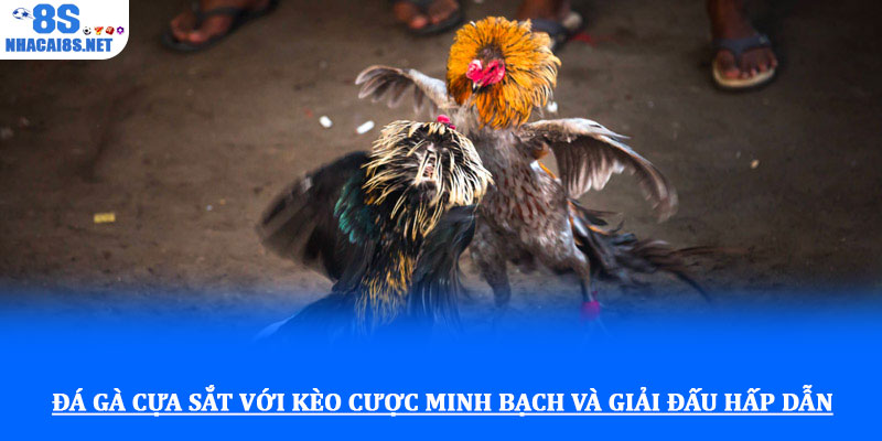 Đá gà cựa sắt với kèo cược minh bạch và giải đấu hấp dẫn 1 Đá gà cựa sắt với kèo cược minh bạch và giải đấu hấp dẫn