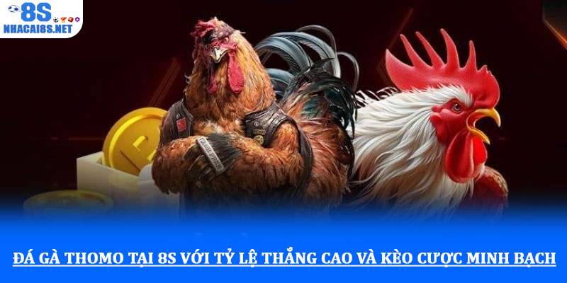 Đá gà thomo tại 8S với tỷ lệ thắng cao và kèo cược minh bạch 1 Đá gà thomo tại 8S với tỷ lệ thắng cao và kèo cược minh bạch