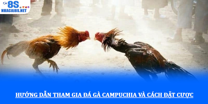 Đá gà campuchia với tỷ lệ kèo minh bạch và giải đấu hấp dẫn 2 Hướng dẫn tham gia đá gà campuchia và cách đặt cược