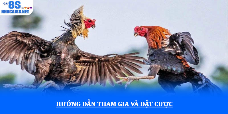 Đá gà thomo tại 8S với tỷ lệ thắng cao và kèo cược minh bạch 2 Hướng dẫn tham gia và đặt cược