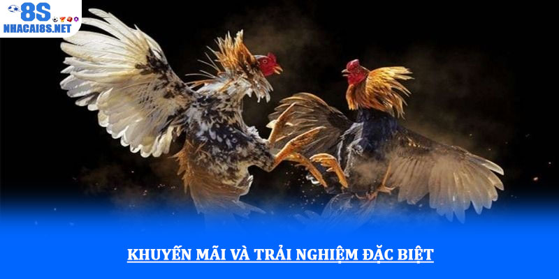Đá gà thomo tại 8S với tỷ lệ thắng cao và kèo cược minh bạch 4 Khuyến mãi và trải nghiệm đặc biệt
