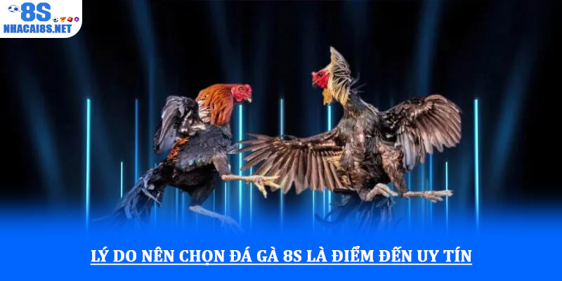 Lý do nên chọn đá gà 8S là điểm đến uy tín