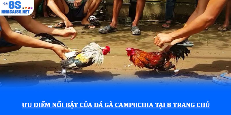 Đá gà campuchia với tỷ lệ kèo minh bạch và giải đấu hấp dẫn 3 Ưu điểm nổi bật của đá gà campuchia tại 8s trang chủ