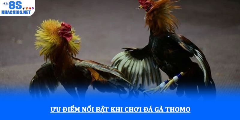 Đá gà thomo tại 8S với tỷ lệ thắng cao và kèo cược minh bạch 3 Ưu điểm nổi bật khi chơi đá gà thomo