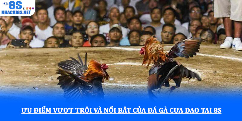 Đá gà cựa sắt với kèo cược minh bạch và giải đấu hấp dẫn 3 Ưu điểm vượt trội và nổi bật của đá gà cựa dao tại 8S